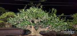 Linh sam hoành 45 bán nhanh 15 triệu