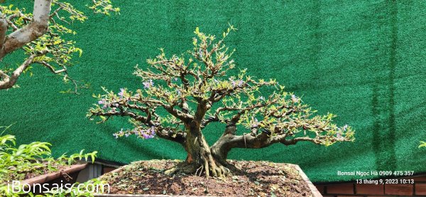 Linh sam hoành 45 bán nhanh 15 triệu
