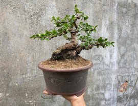 Hải châu sông cầu lá nhỏ đẹp đế giao lưu
