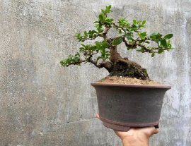 Hải châu sông cầu lá nhỏ đẹp đế giao lưu