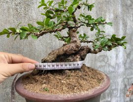 Hải châu sông cầu lá nhỏ đẹp đế giao lưu
