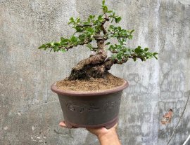 Hải châu sông cầu lá nhỏ đẹp đế giao lưu