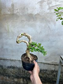 Sam hương indo ae về ép chậu chơi ạk