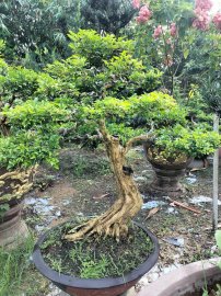Nguyệt hoa chùm cao 1m lắc thân