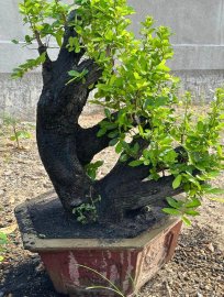 Cẩm thị khai thác