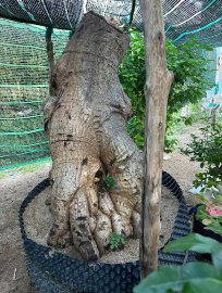 Cụ cóc ngàn năm tuổi