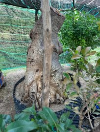 Cụ cóc ngàn năm tuổi