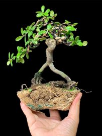 Hải châu sông cầu lá siêu đẹp cây còn nụ