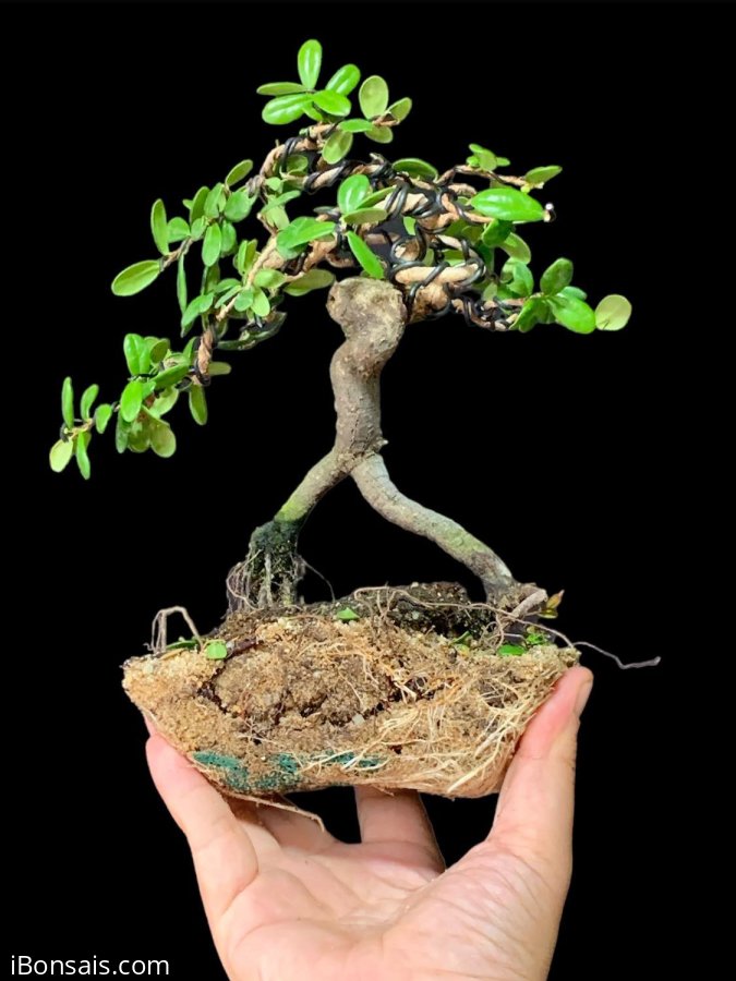 Hải châu sông cầu lá siêu đẹp cây còn nụ