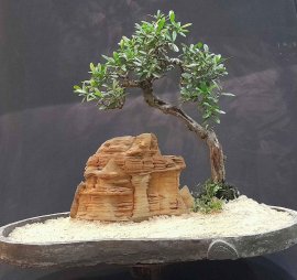 Tiểu cảnh hải châu