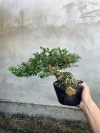 Linh sam 86 giá mềm
