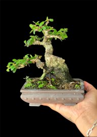 Sông cầu hải châu là nhất rồi