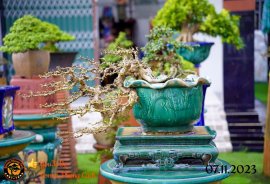 Chiều mát quá ace