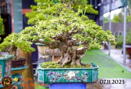 Chiều mát quá ace