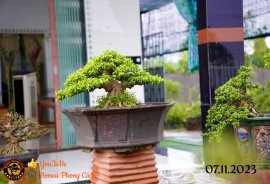 Chiều mát quá ace