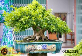 Chiều mát quá ace