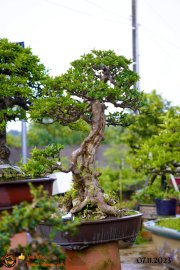 Chiều mát quá ace