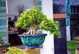 Chiều mát quá ace
