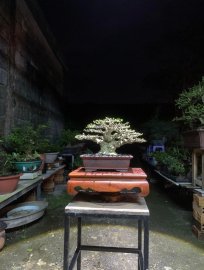 Mai Chiếu Thuỷ Gò Công “ cây em bao đế “ 