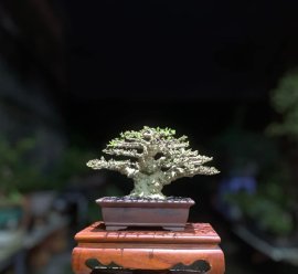 Mai Chiếu Thuỷ Gò Công “ cây em bao đế “ 