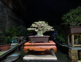 Mai Chiếu Thuỷ Gò Công “ cây em bao đế “ 