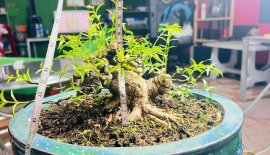Gán ép dưới 10 để có siêu mini đồ