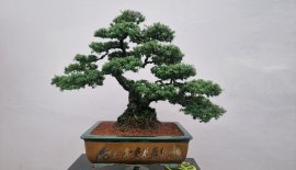 Linh sam 86 cây rin GL anh em.