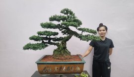 Linh sam 86 cây rin GL anh em.