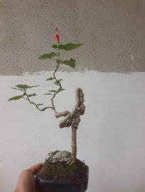 Bụt Ớt 1 bông dáng quái, đế đẹp, ký đá...
