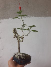 Bụt Ớt 1 bông dáng quái, đế đẹp, ký đá...