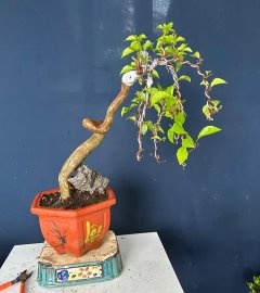 Hoa giấy rũ giá thanh lí