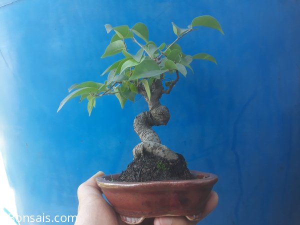 Bé Sanh quê gieo hạt mini ...