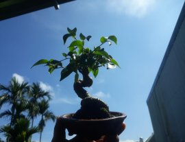 Bé Sanh quê gieo hạt mini ...