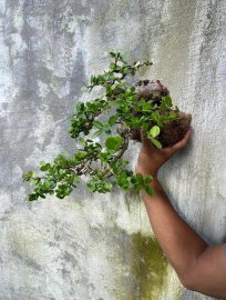 Hải châu đỗ sông cầu lá nhỏ giao lưu