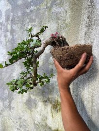 Hải châu đỗ sông cầu lá nhỏ giao lưu