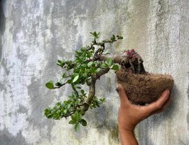 Hải châu đỗ sông cầu lá nhỏ giao lưu