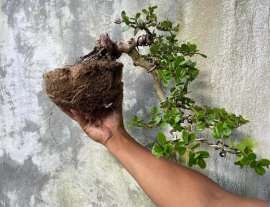 Hải châu đỗ sông cầu lá nhỏ giao lưu