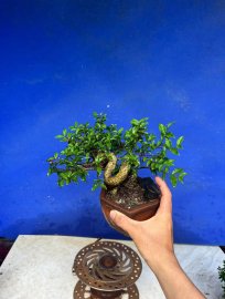 Hồng Ngọc mai 250k bao ship