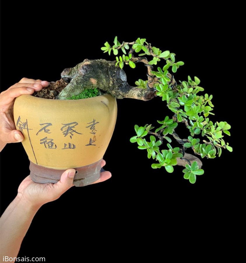 Hải Châu Sông cầu củ to đùng cây kh tuột chảy liền lạc siêu thuần