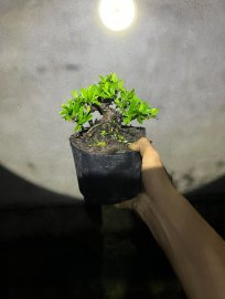 Trang vàng trực lắc siu mini