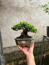 Trang già khú đế