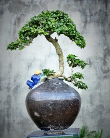 Cây duối, hoàng anh mộc cây khai tác tạo tác lâu năm