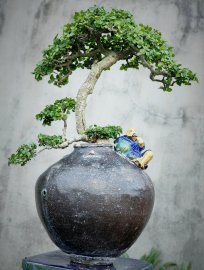 Cây duối, hoàng anh mộc cây khai tác tạo tác lâu năm