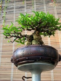 Mai chiếu thuỷ da đen gl ae