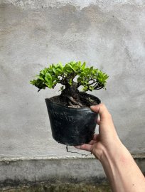 Trang vàng lùn lực