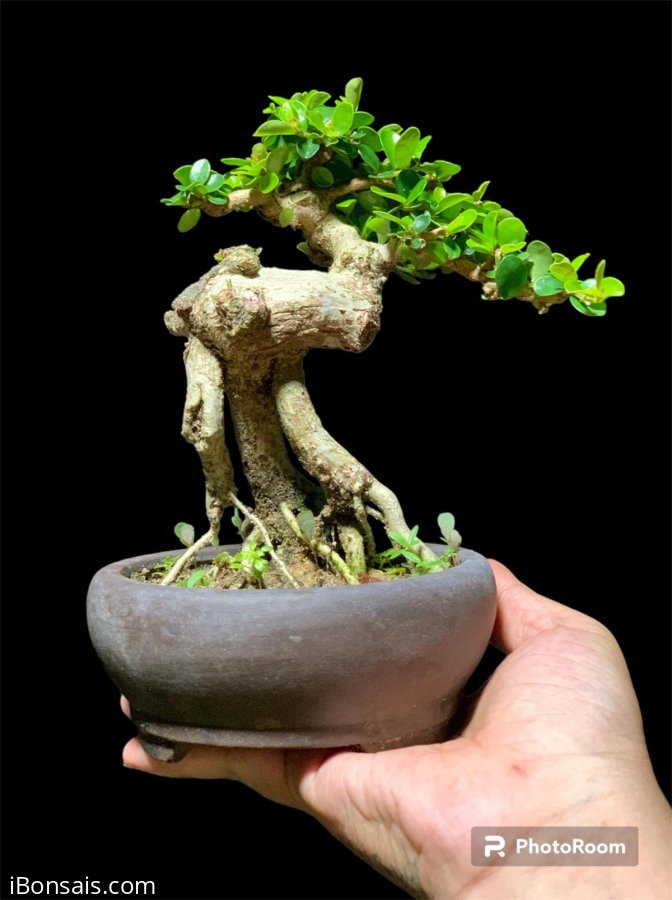 Sam núi khai thác mini cằm tay chút xíu