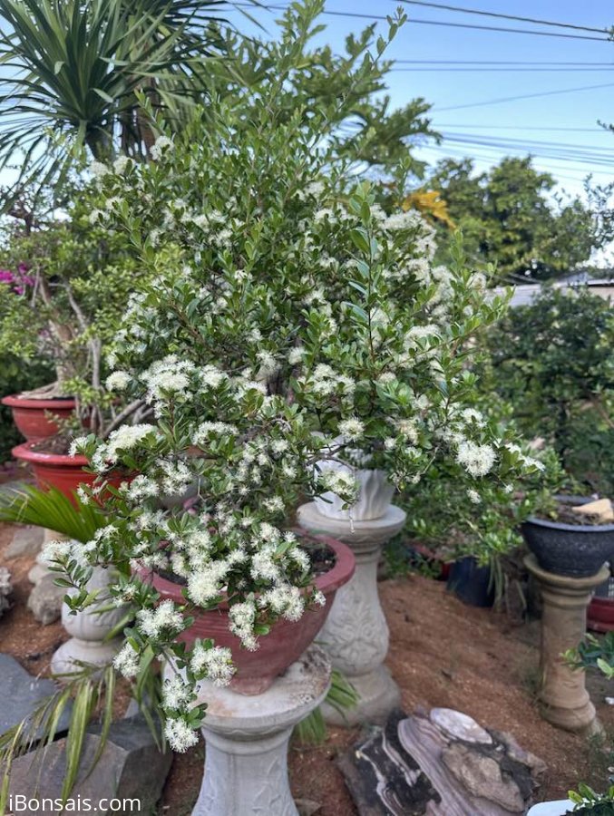 Bông tuyết