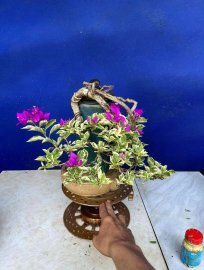 Hoa giấy cẩm thạch