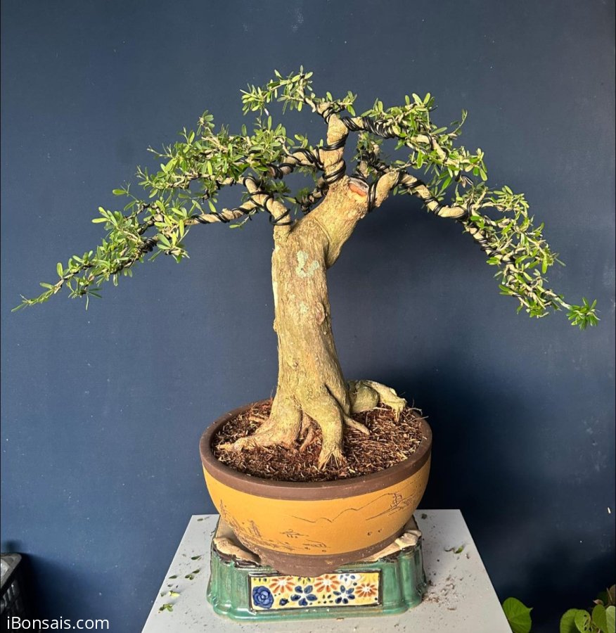 Linh sam sông hinh lá kim hoa màu tím