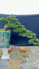 Tùng la hán thác đỗ!!